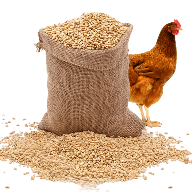 COMBICORM PENTRU PĂSĂRI